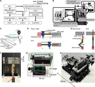 A Novel Device of Reaching, Grasping, and Retrieving Task for Head-Fixed Mice